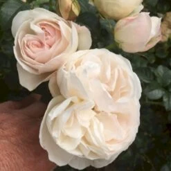 'Friheden'™ Rosa X 'Friheden'™ (Buketrose) A-Kvalitet,- Barrods Roser Min. 3 Grene -Osmo Salgsbutik p19464 51276 rosa x friheden buketrose bdf0