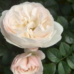 'Friheden'™ Rosa X 'Friheden'™ (Buketrose) A-Kvalitet,- Barrods Roser Min. 3 Grene -Osmo Salgsbutik p19464 51277 rosa x friheden buketrose cf94