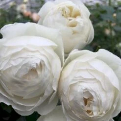 'Friheden'™ Rosa X 'Friheden'™ (Buketrose) A-Kvalitet,- Barrods Roser Min. 3 Grene -Osmo Salgsbutik p19464 51278 rosa x friheden buketrose a570