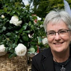 'Friheden'™ Rosa X 'Friheden'™ (Buketrose) A-Kvalitet,- Barrods Roser Min. 3 Grene -Osmo Salgsbutik p19464 51280 rosa x friheden buketrose 607c