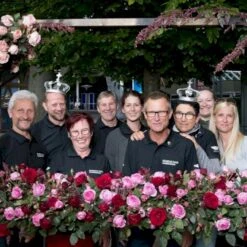 'Friheden'™ Rosa X 'Friheden'™ (Buketrose) A-Kvalitet,- Barrods Roser Min. 3 Grene -Osmo Salgsbutik p19464 51281 rosa x friheden buketrose a785