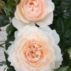 'Fru Nørby'™ Rosa X 'Fru Nørby'™ (Buketrose) A-Kvalitet,- Barrods Roser Min. 3 Grene -Osmo Salgsbutik p19465 51497 rosa x fru noerby buketrose 95a1