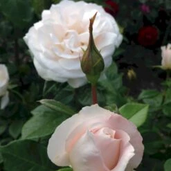 'Fru Nørby'™ Rosa X 'Fru Nørby'™ (Buketrose) A-Kvalitet,- Barrods Roser Min. 3 Grene -Osmo Salgsbutik p19465 51498 rosa x fru noerby buketrose 72f4