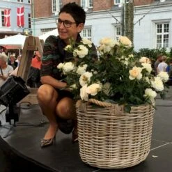 'Fru Nørby'™ Rosa X 'Fru Nørby'™ (Buketrose) A-Kvalitet,- Barrods Roser Min. 3 Grene -Osmo Salgsbutik p19465 51499 rosa x fru noerby buketrose 28e0