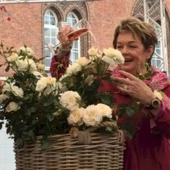 'Fru Nørby'™ Rosa X 'Fru Nørby'™ (Buketrose) A-Kvalitet,- Barrods Roser Min. 3 Grene -Osmo Salgsbutik p19465 51500 rosa x fru noerby buketrose bfc0