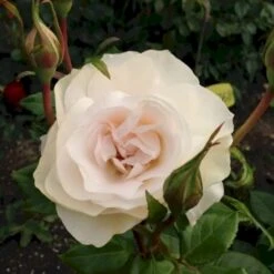 'Fru Nørby'™ Rosa X 'Fru Nørby'™ (Buketrose) A-Kvalitet,- Barrods Roser Min. 3 Grene -Osmo Salgsbutik p19465 51501 rosa x fru noerby buketrose 2d4d