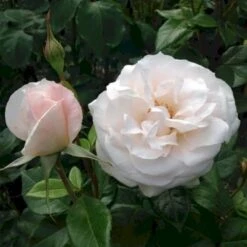 'Fru Nørby'™ Rosa X 'Fru Nørby'™ (Buketrose) A-Kvalitet,- Barrods Roser Min. 3 Grene -Osmo Salgsbutik p19465 51502 rosa x fru noerby buketrose 7653