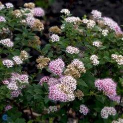 Spiræa 'Little Princess' Spiraea Jap. 'Little Princess' Potte 2,0 Liter,- 25-30 Cm. -Osmo Salgsbutik p1961 47516 spiraea jap little princess e758
