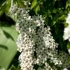 Snedrivebusk 'Grefsheim' Spiraea X Cinerea 'Grefsheim' Potte 2,0 Liter,- 40-60 Cm.