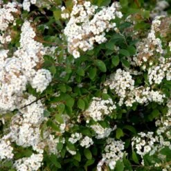 Buketspiræa Spiraea X Vanhouttei Plug + 2 års, 50-80 Cm. -Osmo Salgsbutik p1971 54114 spiraea x vanhouttei 1c4f