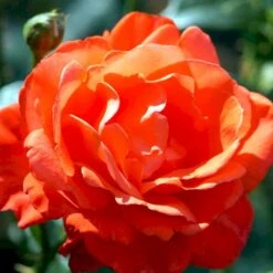 'Alexander' Rosa X 'Alexander' (storblomstrende) A-Kvalitet,- Barrods Roser Min. 3 Grene -Osmo Salgsbutik p2025 51200 rosa x alexander storblomstrende 22b8