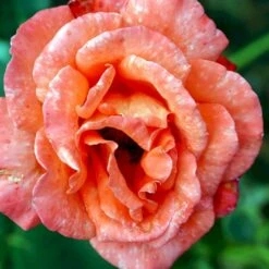 'Alexander' Rosa X 'Alexander' (storblomstrende) A-Kvalitet,- Barrods Roser Min. 3 Grene -Osmo Salgsbutik p2025 51201 rosa x alexander storblomstrende 4e45