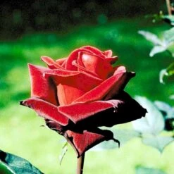 'Barkarole'® Rosa X 'Barkarole'® (Storblomstrende) A-Kvalitet,- Barrods Roser Min. 3 Grene -Osmo Salgsbutik p2026 51209 rosa x barkarole storblomstrende 9c30