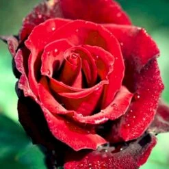 'Barkarole'® Rosa X 'Barkarole'® (Storblomstrende) A-Kvalitet,- Barrods Roser Min. 3 Grene -Osmo Salgsbutik p2026 51210 rosa x barkarole storblomstrende cb8c