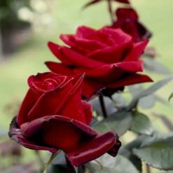 'Barkarole'® Rosa X 'Barkarole'® (Storblomstrende) A-Kvalitet,- Barrods Roser Min. 3 Grene -Osmo Salgsbutik p2026 53963 rosa x barkarole storblomstrende 02e7