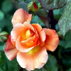 'Bellevue' Rosa X 'Bellevue' (Storblomstrende) A-Kvalitet,- Barrods Roser Min. 3 Grene 11 'Bellevue' Rosa X 'Bellevue' (Storblomstrende) A-Kvalitet,- Barrods Roser Min. 3 Grene -Osmo Salgsbutik p2027 51213 rosa x bellevue storblomstrende 1b9d