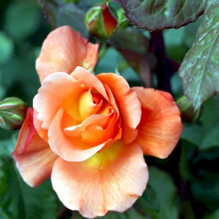 'Bellevue' Rosa X 'Bellevue' (Storblomstrende) A-Kvalitet,- Barrods Roser Min. 3 Grene 4 'Bellevue' Rosa X 'Bellevue' (Storblomstrende) A-Kvalitet,- Barrods Roser Min. 3 Grene - Billede 4