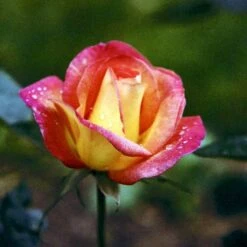 'Bellevue' Rosa X 'Bellevue' (Storblomstrende) A-Kvalitet,- Barrods Roser Min. 3 Grene 12 'Bellevue' Rosa X 'Bellevue' (Storblomstrende) A-Kvalitet,- Barrods Roser Min. 3 Grene -Osmo Salgsbutik p2027 51214 rosa x bellevue storblomstrende 4f2e