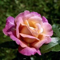 'Chicago Peace' Rosa X 'Chicago Peace' (Storblomstrende) A-Kvalitet,- Barrods Roser Min. 3 Grene -Osmo Salgsbutik p2032 51229 rosa x chicago peace storblomstrende d539