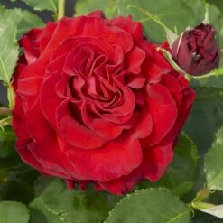 'Courage'™ Rosa X 'Courage'™ (Storblomstrende) A-Kvalitet,- Barrods Roser Min. 3 Grene -Osmo Salgsbutik p2033 51241 rosa x courage storblomstrende 0b1f