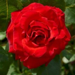 'Courage'™ Rosa X 'Courage'™ (Storblomstrende) A-Kvalitet,- Barrods Roser Min. 3 Grene -Osmo Salgsbutik p2033 51242 rosa x courage storblomstrende be06