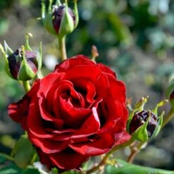 'Courage'™ Rosa X 'Courage'™ (Storblomstrende) A-Kvalitet,- Barrods Roser Min. 3 Grene -Osmo Salgsbutik p2033 51243 rosa x courage storblomstrende 3d7a