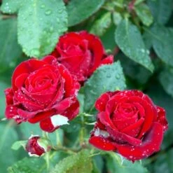 'Courage'™ Rosa X 'Courage'™ (Storblomstrende) A-Kvalitet,- Barrods Roser Min. 3 Grene -Osmo Salgsbutik p2033 51244 rosa x courage storblomstrende 05a8