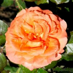 'Dronning Ingrid'™ Rosa X 'Dronning Ingrid'™ (storblomstrende) A-Kvalitet,- Barrods Roser Min. 3 Grene -Osmo Salgsbutik p2036 51248 rosa x dronning ingrid storblomstrende edd6