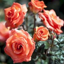 'Dronning Ingrid'™ Rosa X 'Dronning Ingrid'™ (storblomstrende) A-Kvalitet,- Barrods Roser Min. 3 Grene -Osmo Salgsbutik p2036 51249 rosa x dronning ingrid storblomstrende 2ec0