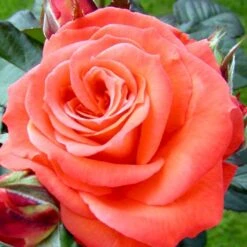 'Dronning Ingrid'™ Rosa X 'Dronning Ingrid'™ (storblomstrende) A-Kvalitet,- Barrods Roser Min. 3 Grene -Osmo Salgsbutik p2036 51250 rosa x dronning ingrid storblomstrende 1d41
