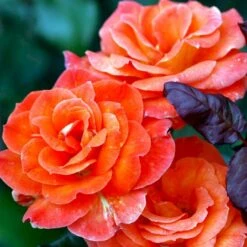 'Dronning Ingrid'™ Rosa X 'Dronning Ingrid'™ (storblomstrende) A-Kvalitet,- Barrods Roser Min. 3 Grene -Osmo Salgsbutik p2036 51251 rosa x dronning ingrid storblomstrende f2ac