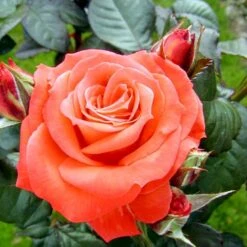 'Dronning Ingrid'™ Rosa X 'Dronning Ingrid'™ (storblomstrende) A-Kvalitet,- Barrods Roser Min. 3 Grene -Osmo Salgsbutik p2036 51252 rosa x dronning ingrid storblomstrende 4a09