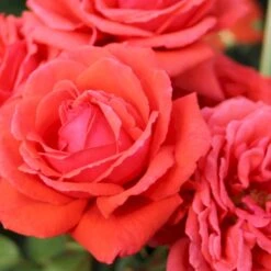 'Duftwolke'® Rosa X 'Duftwolke'® (Storblomstrende) A-Kvalitet,- Barrods Roser Min. 3 Grene -Osmo Salgsbutik p2038 53971 rosa x duftwolke storblomstrende 2091