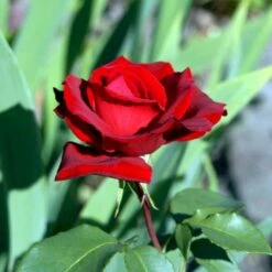 'Erotika'® Rosa X 'Erotika'® (Storblomstrende) A-Kvalitet,- Barrods Roser Min. 3 Grene