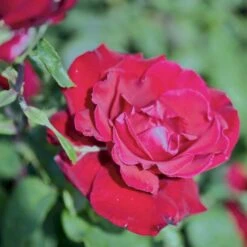 'Erotika'® Rosa X 'Erotika'® (Storblomstrende) A-Kvalitet,- Barrods Roser Min. 3 Grene -Osmo Salgsbutik p2040 51261 rosa x erotika storblomstrende b7c7