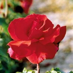 'Erotika'® Rosa X 'Erotika'® (Storblomstrende) A-Kvalitet,- Barrods Roser Min. 3 Grene -Osmo Salgsbutik p2040 51262 rosa x erotika storblomstrende ab98