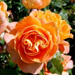 'Flora Danica'™ Rosa X 'Flora Danica'™ (Storblomstrende) A-Kvalitet,- Barrods Roser Min. 3 Grene