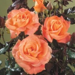 'Flora Danica'™ Rosa X 'Flora Danica'™ (Storblomstrende) A-Kvalitet,- Barrods Roser Min. 3 Grene -Osmo Salgsbutik p2041 51270 rosa x flora danica storblomstrende c570