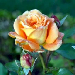 'Flora Danica'™ Rosa X 'Flora Danica'™ (Storblomstrende) A-Kvalitet,- Barrods Roser Min. 3 Grene -Osmo Salgsbutik p2041 51273 rosa x flora danica storblomstrende cde9