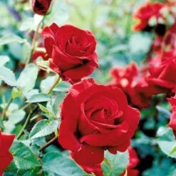 'Gisselfeld' Rosa X 'Gisselfeld' (Storblomstrende) A-Kvalitet,- Barrods Roser Min. 3 Grene -Osmo Salgsbutik p2044 51283 rosa x gisselfeld storblomstrende 90d9