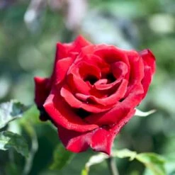 'Gisselfeld' Rosa X 'Gisselfeld' (Storblomstrende) A-Kvalitet,- Barrods Roser Min. 3 Grene -Osmo Salgsbutik p2044 51284 rosa x gisselfeld storblomstrende 437e