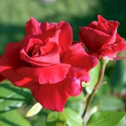 'Hanne' Rosa X 'Hanne' (Storblomstrende) A-Kvalitet,- Barrods Roser Min. 3 Grene -Osmo Salgsbutik p2045 51293 rosa x hanne storblomstrende b7d9