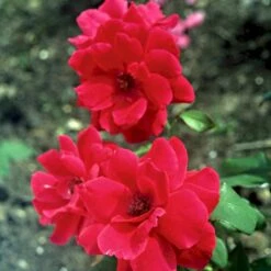 'Hanne' Rosa X 'Hanne' (Storblomstrende) A-Kvalitet,- Barrods Roser Min. 3 Grene -Osmo Salgsbutik p2045 51295 rosa x hanne storblomstrende e89e