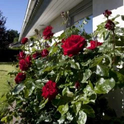 'Ingrid Bergman'® Rosa X 'Ingrid Bergman'® (Storblomstrende) A-Kvalitet,- Barrods Roser Min. 3 Grene -Osmo Salgsbutik p2046 51297 rosa x ingrid bergman storblomstrende 6a10