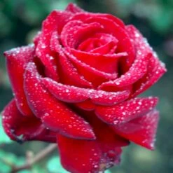 'Ingrid Bergman'® Rosa X 'Ingrid Bergman'® (Storblomstrende) A-Kvalitet,- Barrods Roser Min. 3 Grene -Osmo Salgsbutik p2046 51299 rosa x ingrid bergman storblomstrende 0091