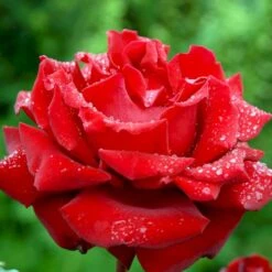 'Ingrid Bergman'® Rosa X 'Ingrid Bergman'® (Storblomstrende) A-Kvalitet,- Barrods Roser Min. 3 Grene -Osmo Salgsbutik p2046 51300 rosa x ingrid bergman storblomstrende 1d3d