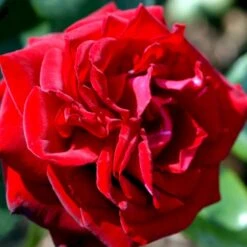 'Ingrid Bergman'® Rosa X 'Ingrid Bergman'® (Storblomstrende) A-Kvalitet,- Barrods Roser Min. 3 Grene -Osmo Salgsbutik p2046 51301 rosa x ingrid bergman storblomstrende b32e