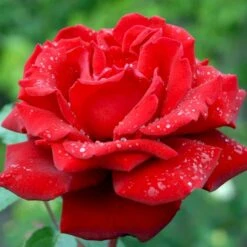 'Ingrid Bergman'® Rosa X 'Ingrid Bergman'® (Storblomstrende) A-Kvalitet,- Barrods Roser Min. 3 Grene -Osmo Salgsbutik p2046 51302 rosa x ingrid bergman storblomstrende d71c