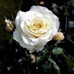 'José Carreras'™ Rosa X 'José Carreras'™ (Storblomstrende) A-Kvalitet,- Barrods Roser Min. 3 Grene -Osmo Salgsbutik p2047 51308 rosa x jose carreras storblomstrende d90a