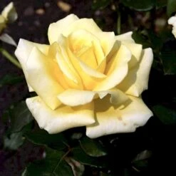 'Kaj Munk'™ Rosa X 'Kaj Munk'™ (storblomstrende) A-Kvalitet,- Barrods Roser Min. 3 Grene -Osmo Salgsbutik p2048 51311 rosa x kaj munk storblomstrende 2ef7